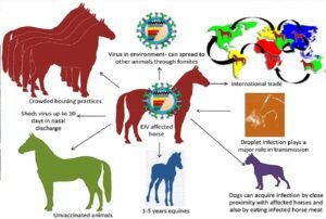 Equine-influenza.jpg