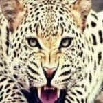 उत्तराखंड : गुलदार का आतंक फिर बढ़ा, 48 वर्षीय व्यक्ति को बनाया निवाला, क्षेत्र में दहशत