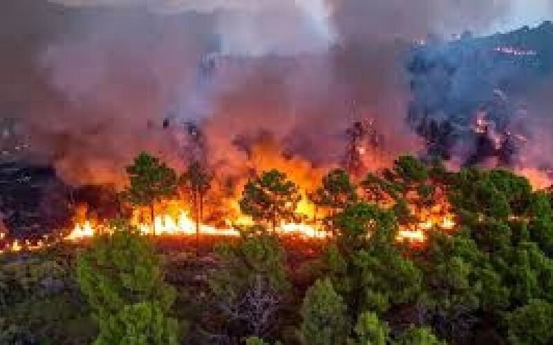 1779943198_forest-fire.jpg