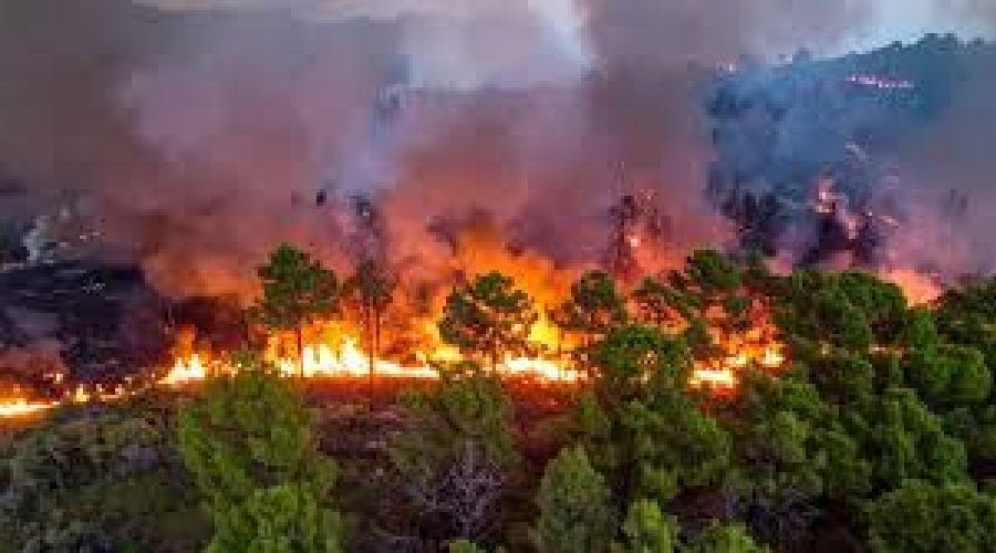 1779943198_forest-fire.jpg