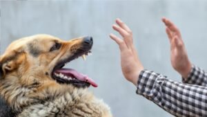 dog-bite.jpg