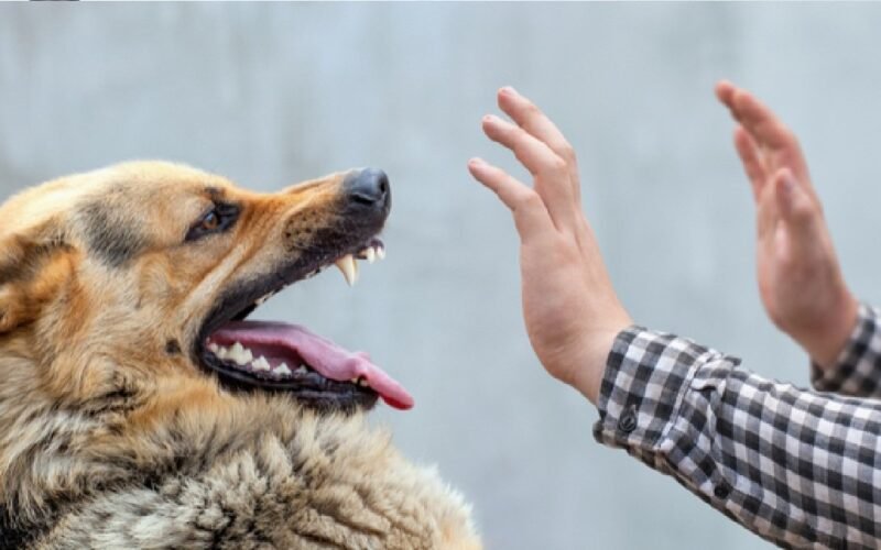dog-bite.jpg