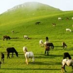उत्तराखंड में फिल्म संस्कृति को नई पहचान, पहली बार फिल्म पुरस्कारों का आयोजन, फिल्मों, कलाकारों और तकनीकी प्रतिभाओं को मिलेगा सम्मान