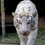 उत्तराखंड में पहली बार सफेद बाघ: देहरादून चिड़ियाघर में पर्यटकों को मिलेगा दुर्लभ दीदार
