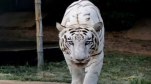 white-tiger.jpg
