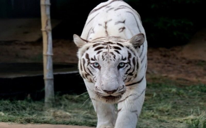 white-tiger.jpg